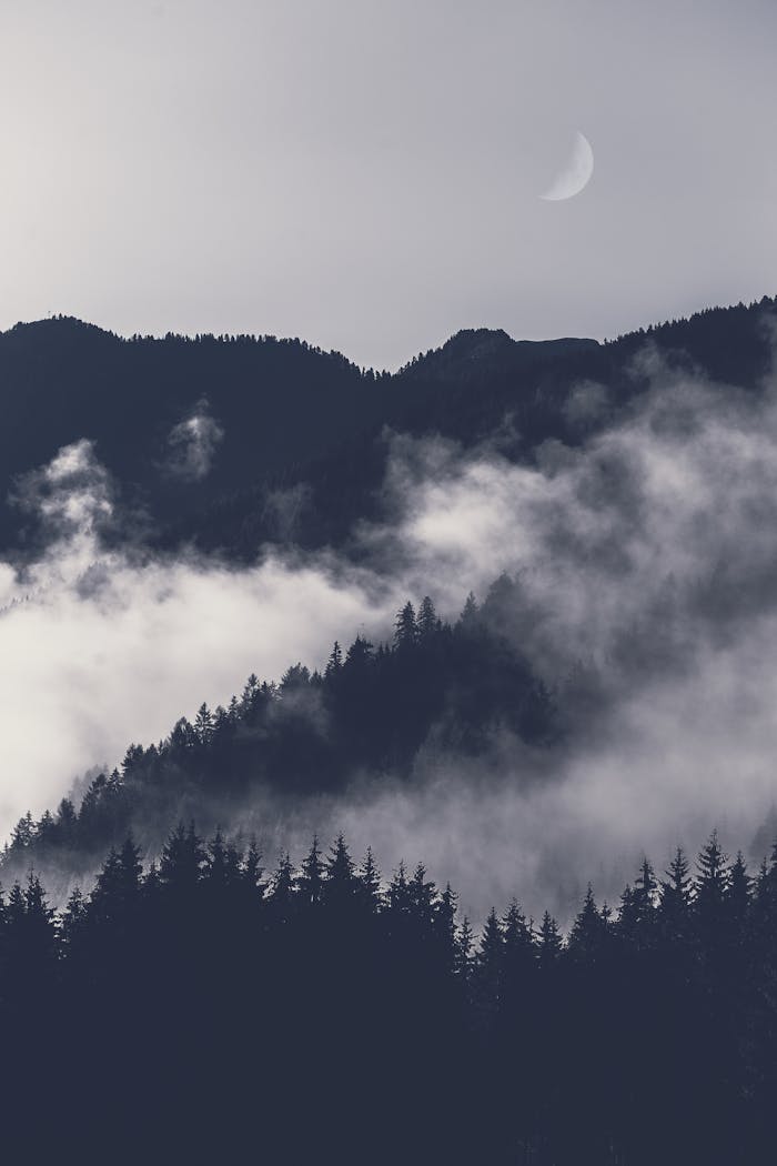 Dramatic mountain scene with fog, silhouetted trees, and crescent moon.